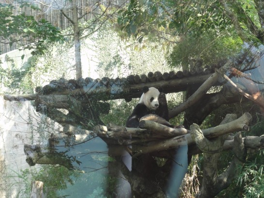 台北市動物園　パンダ