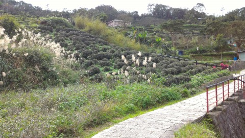 樟樹歩道沿いの茶畑