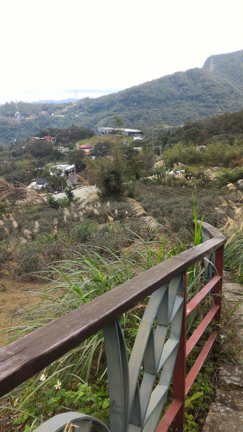 樟湖步道から見る茶畑