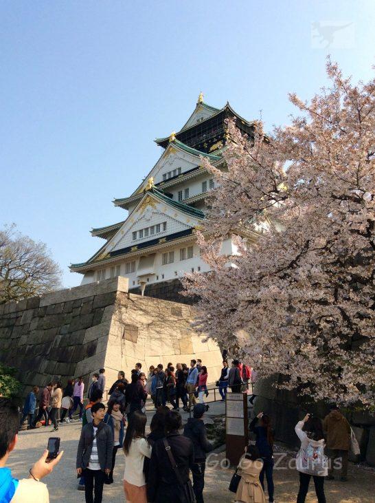 天守閣後姿と桜