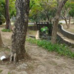 嘉義公園5