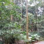 嘉義公園9