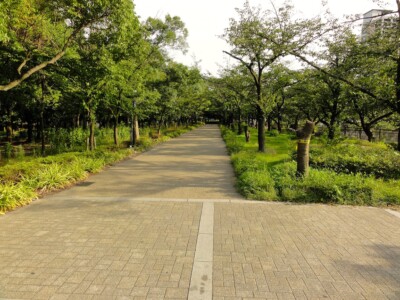 南外濠東の桜並木