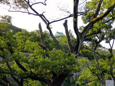 木立の間に天守閣