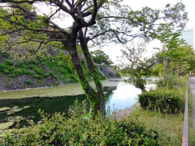 内濠東側、北を見る