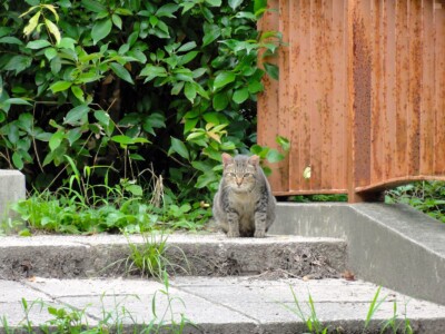 猫発見