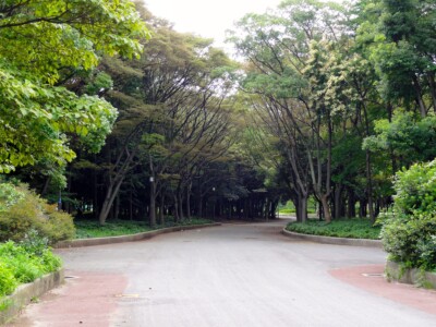市民の森