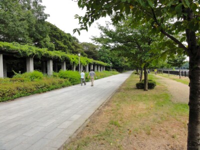 記念樹の森２