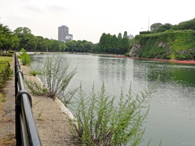 東外濠と記念樹の森（南向き）