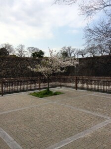 南外濠東側の桜