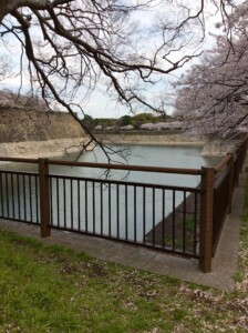 南外濠の桜