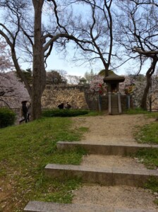 城南地区の桜と石垣