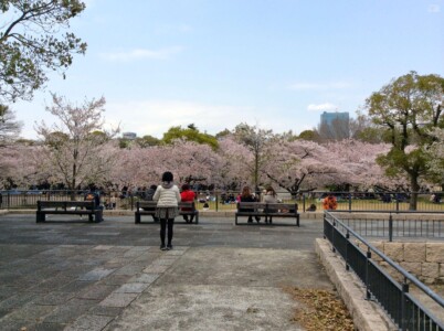 城南地区の桜と天守閣
