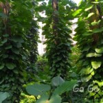 台北市立植物園