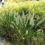 台北市立植物園