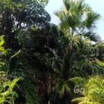 台北市立植物園