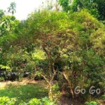 台北市立植物園