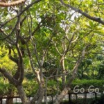 台北市立植物園