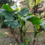 台北市立植物園
