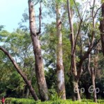 台北市立植物園