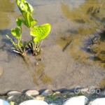 台北市立植物園