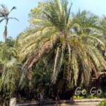 台北市立植物園
