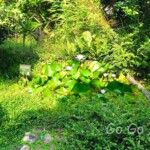 台北市立植物園