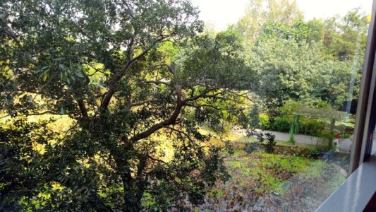 忘言軒から見た植物園