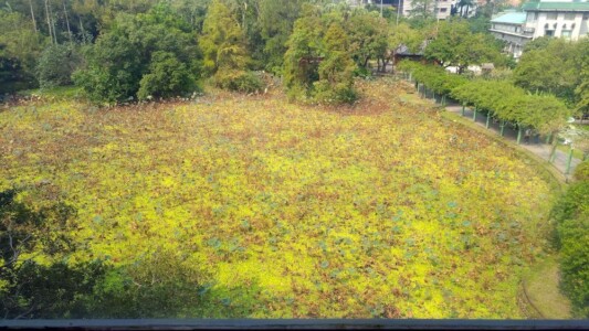 3階休憩室から見た植物園